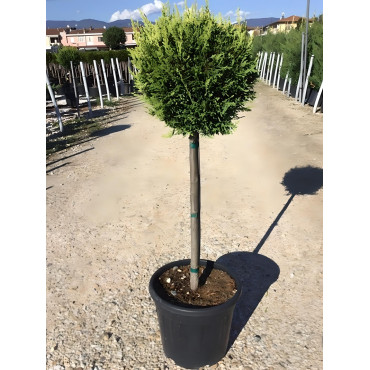 CUPRESSOCYPARIS leylandii CASTLEWELLAN GOLD En pot tige hauteur du tronc 090-110 cm