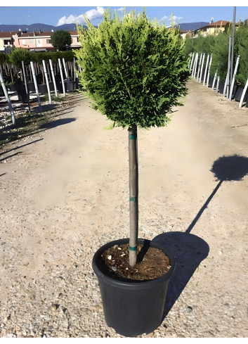 CUPRESSOCYPARIS leylandii CASTLEWELLAN GOLD En pot tige hauteur du tronc 090-110 cm