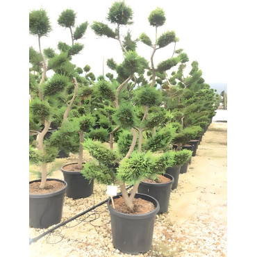 CUPRESSOCYPARIS leylandii CASTLEWELLAN GOLD En pot forme bonsaï