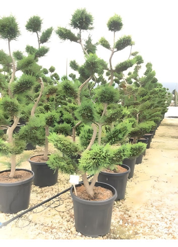 CUPRESSOCYPARIS leylandii CASTLEWELLAN GOLD En pot forme bonsaï