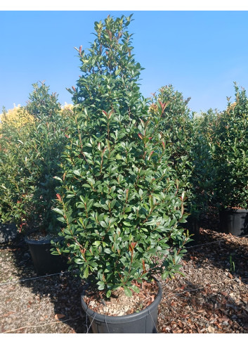 PHOTINIA fraseri RED ROBIN En pot forme conique