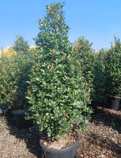 PHOTINIA fraseri RED ROBIN En pot forme conique