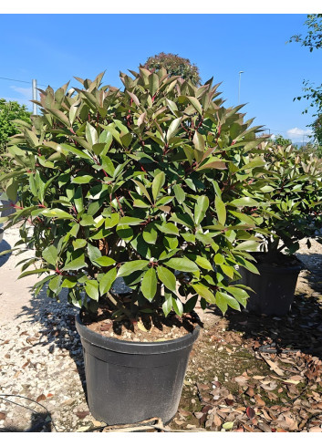 PHOTINIA fraseri RED ROBIN En pot forme boule