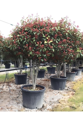 PHOTINIA fraseri RED ROBIN En pot forme cépée remontée