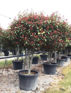 PHOTINIA fraseri RED ROBIN En pot forme cépée remontée