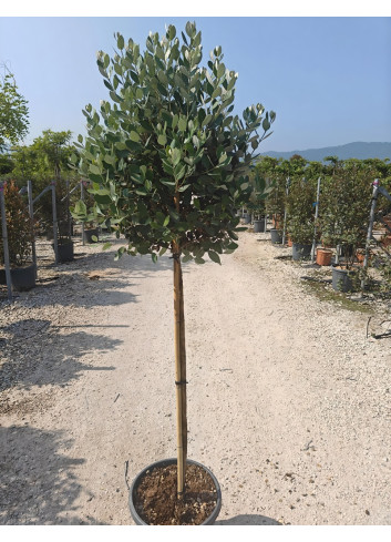 FEIJOA sellowiana En pot forme tige hauteur du tronc 090-110 cm