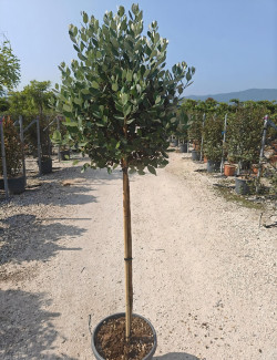 FEIJOA sellowiana En pot forme tige hauteur du tronc 090-110 cm