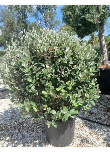 FEIJOA sellowiana En pot forme boule