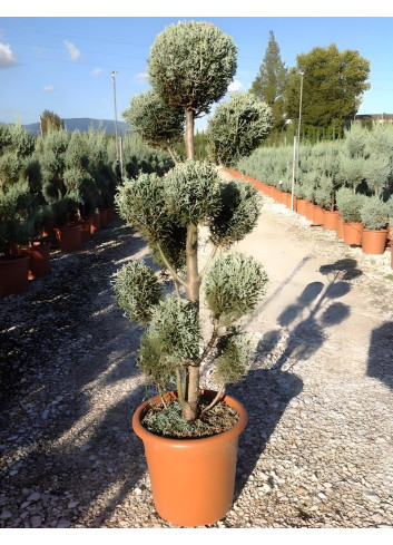 CUPRESSUS arizonica FASTIGIATA En pot forme pompons