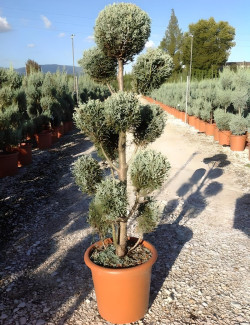 CUPRESSUS arizonica FASTIGIATA En pot forme pompons