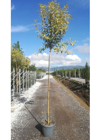 LIGUSTRUM japonicum EXCELSUM SUPERBUM En pot de 20-25 litres tige hauteur du tronc 190-210 cm