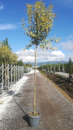 LIGUSTRUM japonicum EXCELSUM SUPERBUM En pot de 20-25 litres tige hauteur du tronc 190-210 cm