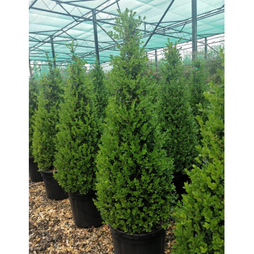 BUXUS microphylla FAULKNER En pot forme conique
