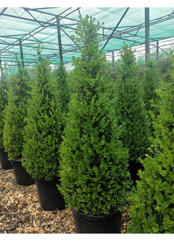 BUXUS microphylla FAULKNER En pot forme conique