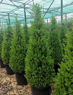 BUXUS microphylla FAULKNER En pot forme conique