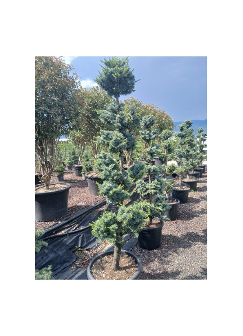 CEDRUS atlantica GLAUCA En pot forme pompons