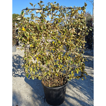 ELAEAGNUS ebbingei Gilt hedge En pot litres forme espalier