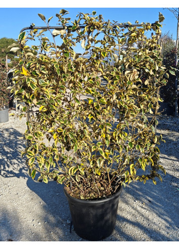 ELAEAGNUS ebbingei Gilt hedge En pot litres forme espalier