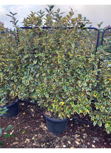 ELAEAGNUS ebbingei VIVELEG® En pot forme espalier