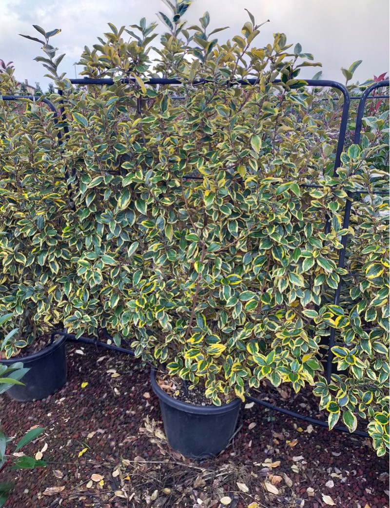 ELAEAGNUS ebbingei VIVELEG® En pot forme espalier ELAEAGNUS ebbingei VIVELEG® En pot forme espalier