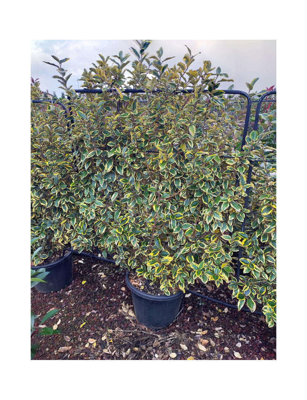 ELAEAGNUS ebbingei VIVELEG® En pot forme espalier
