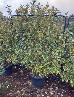 ELAEAGNUS ebbingei VIVELEG® En pot forme espalier