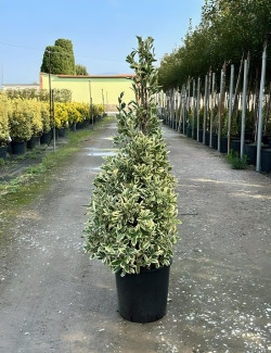 EUONYMUS japonicus BRAVO En pot forme conique