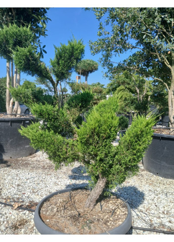 JUNIPERUS media MINT JULEP En pot forme bonsaï