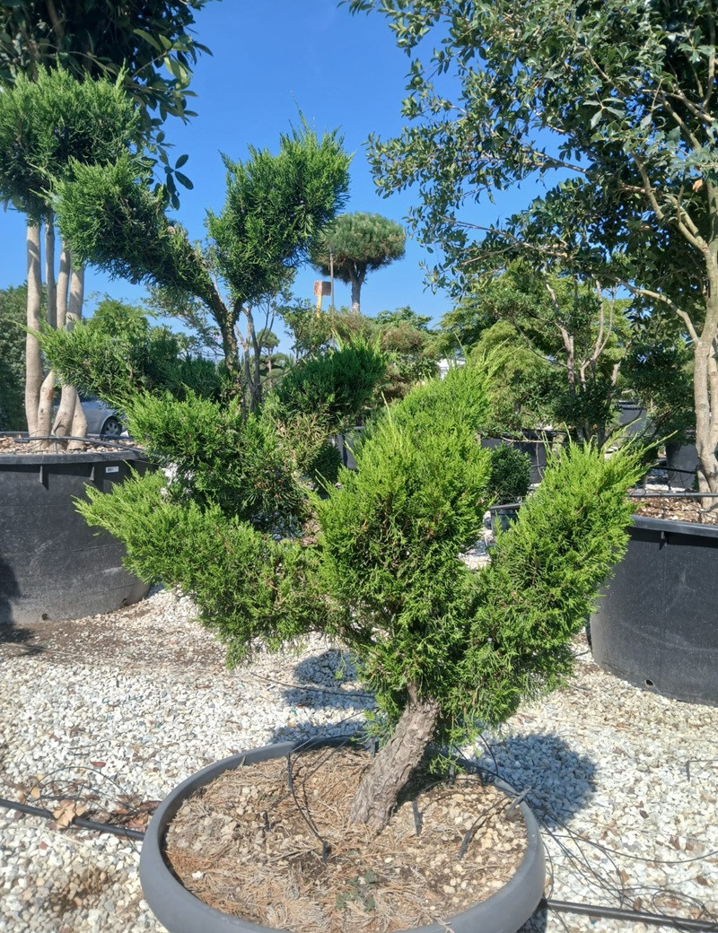 JUNIPERUS media MINT JULEP En pot forme bonsaï JUNIPERUS media MINT JULEP En pot forme bonsaï