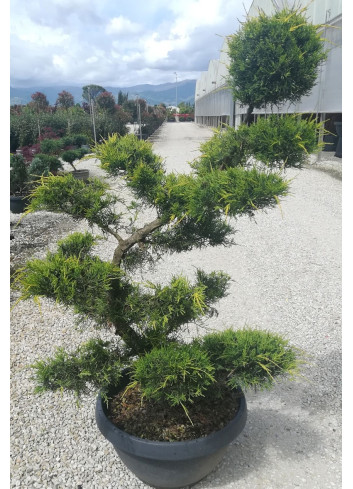 JUNIPERUS media Pfitzeriana AUREA En pot forme bonsaï