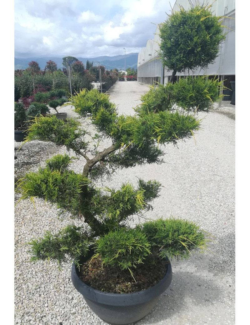 JUNIPERUS media Pfitzeriana AUREA En pot forme bonsaï JUNIPERUS media Pfitzeriana AUREA En pot forme bonsaï