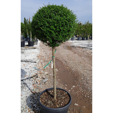 LIGUSTRUM delavayanum En pot forme tige hauteur du tronc 090-110 cm
