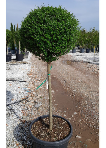 LIGUSTRUM delavayanum En pot forme tige hauteur du tronc 090-110 cm