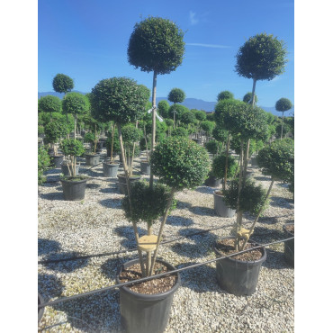 LIGUSTRUM delavayanum En pot forme pompons