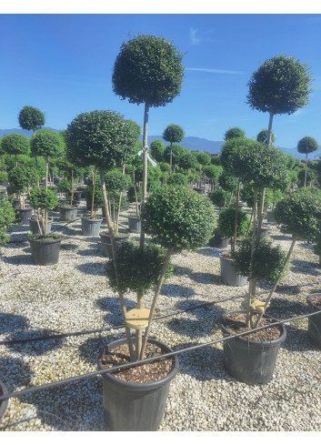 LIGUSTRUM delavayanum En pot forme pompons