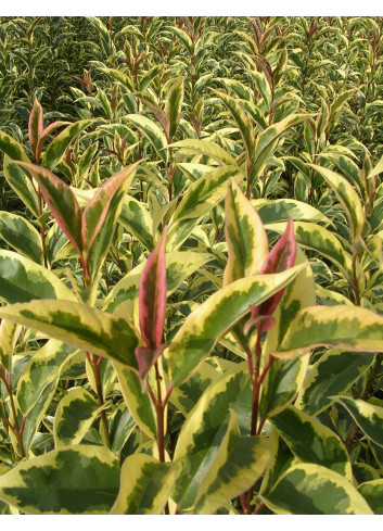 LIGUSTRUM japonicum EXCELSUM SUPERBUM