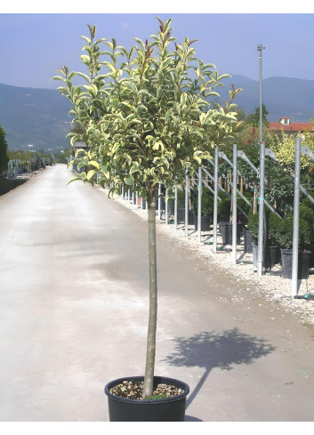 LIGUSTRUM japonicum EXCELSUM SUPERBUM En pot forme tige hauteur du tronc 090-110 cm