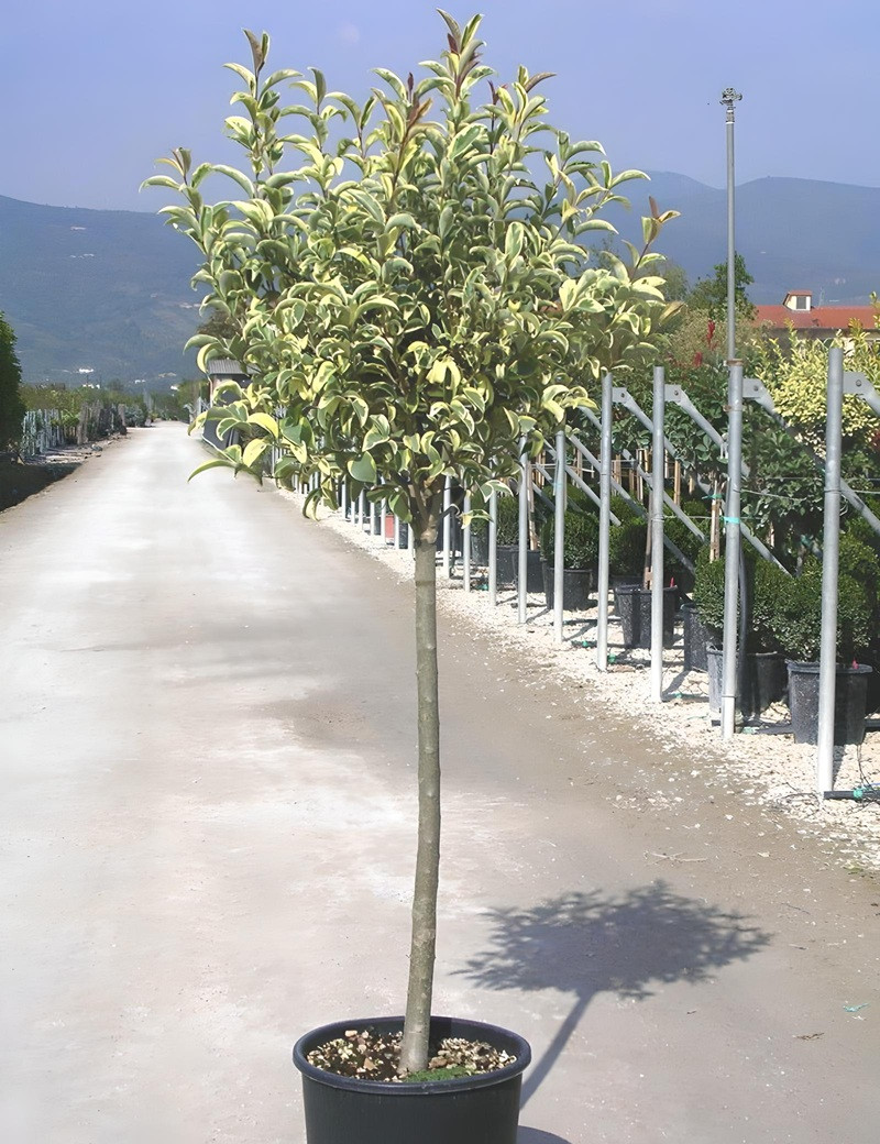 LIGUSTRUM japonicum EXCELSUM SUPERBUM En pot forme tige hauteur du tronc 090-110 cm LIGUSTRUM japonicum EXCELSUM SUPERBUM En pot forme tige hauteur du tronc 090-110 cm