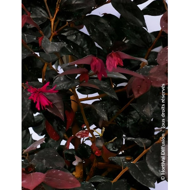 LOROPETALUM chinense BLACK PEARL