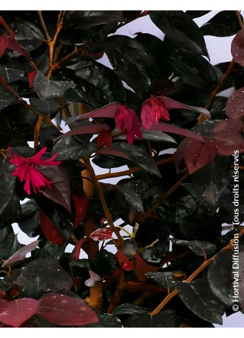 LOROPETALUM chinense BLACK PEARL