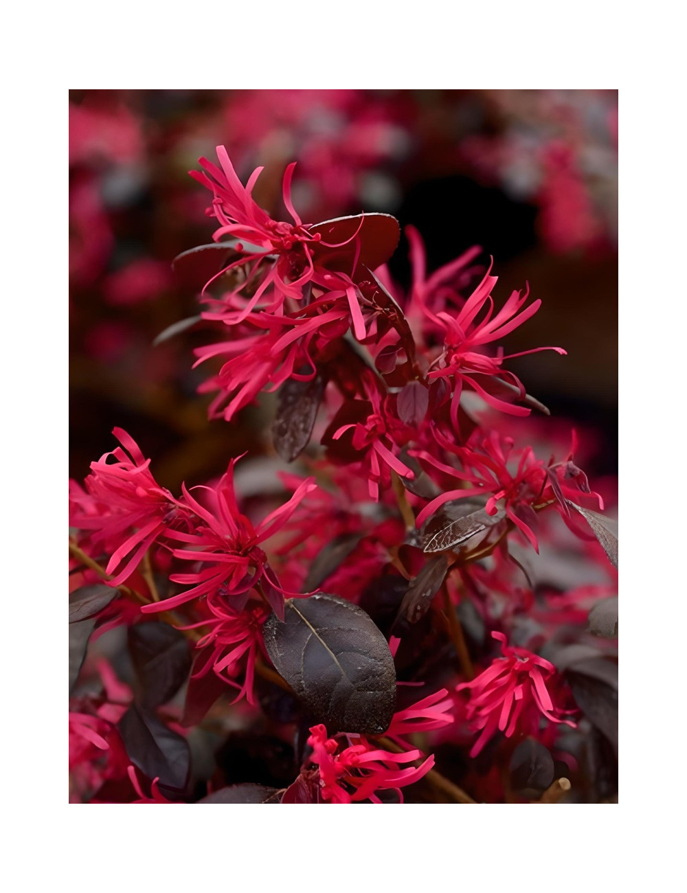 LOROPETALUM chinense BLACK PEARL