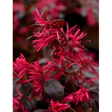 LOROPETALUM chinense BLACK PEARL