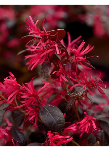 LOROPETALUM chinense BLACK PEARL
