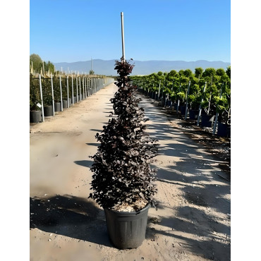 LOROPETALUM chinense BLACK PEARL En pot forme conique