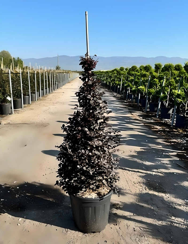 LOROPETALUM chinense BLACK PEARL En pot forme conique LOROPETALUM chinense BLACK PEARL En pot forme conique
