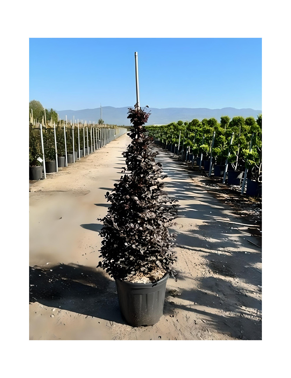 LOROPETALUM chinense BLACK PEARL En pot forme conique