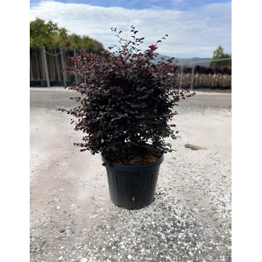 LOROPETALUM chinense BLACK PEARL En pot forme boule