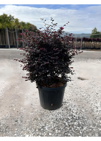 LOROPETALUM chinense BLACK PEARL En pot forme boule