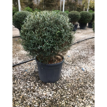 PHILLYREA angustifolia En pot forme boule