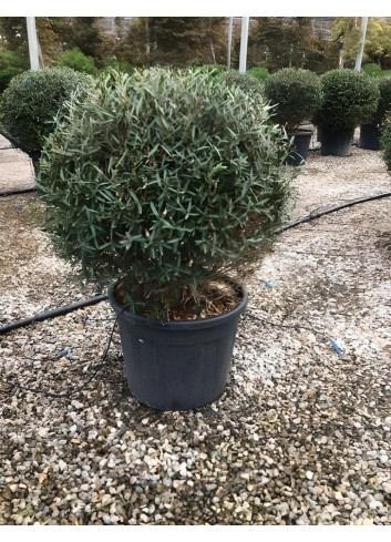 PHILLYREA angustifolia En pot forme boule